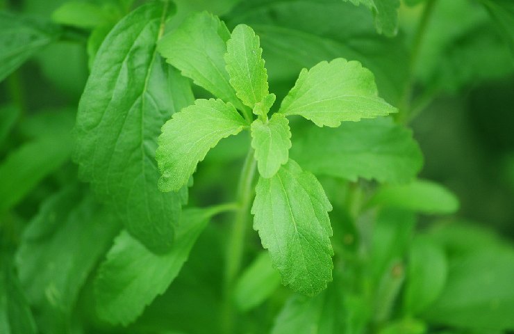 Foglie di stevia