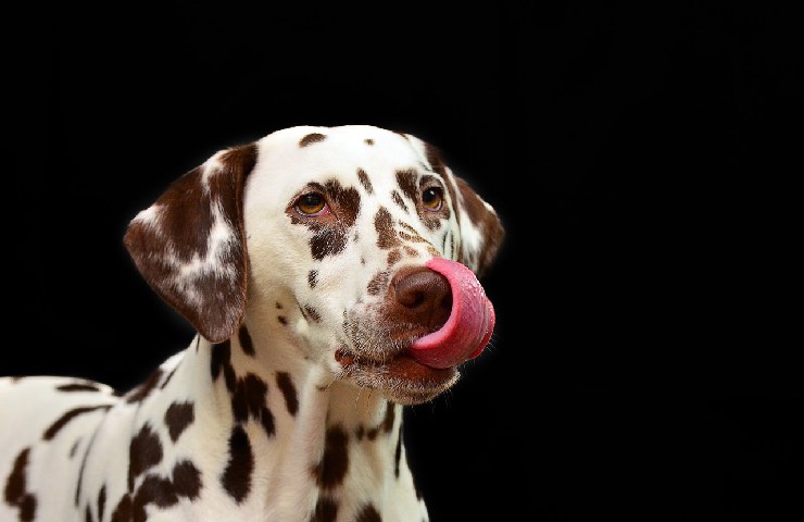 Cane dalmata