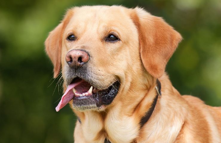 Cane labrador