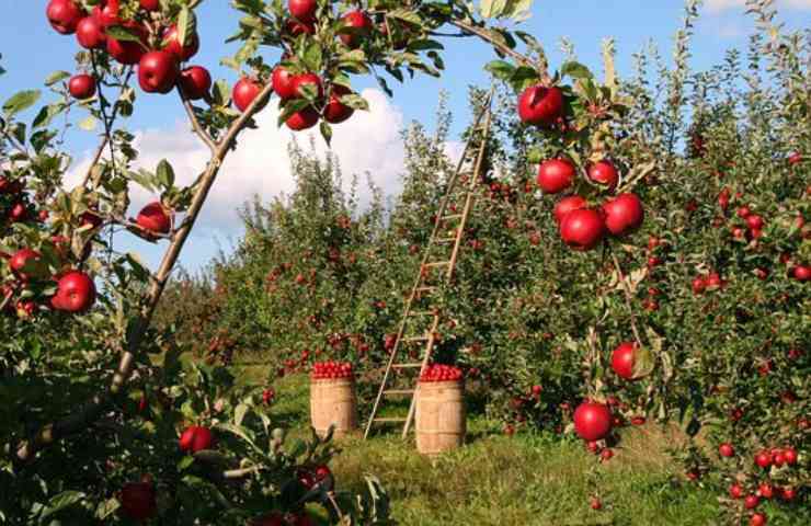 Pesticidi, quali sono i rischi per la salute?