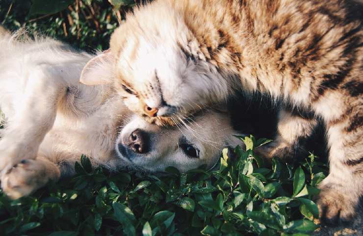 Cane e gatto