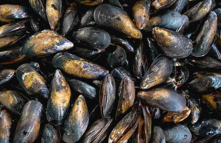 Distesa di cozze pescate