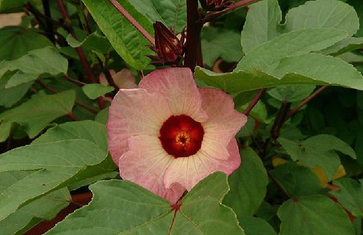 Hibiscus Sabdariffa, il fiore che verrà essiccato per creare l'infuso di karkadè