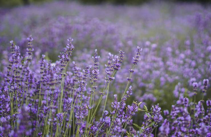 Campo di lavanda