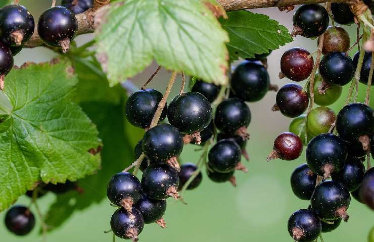 grappoli di ribes nero