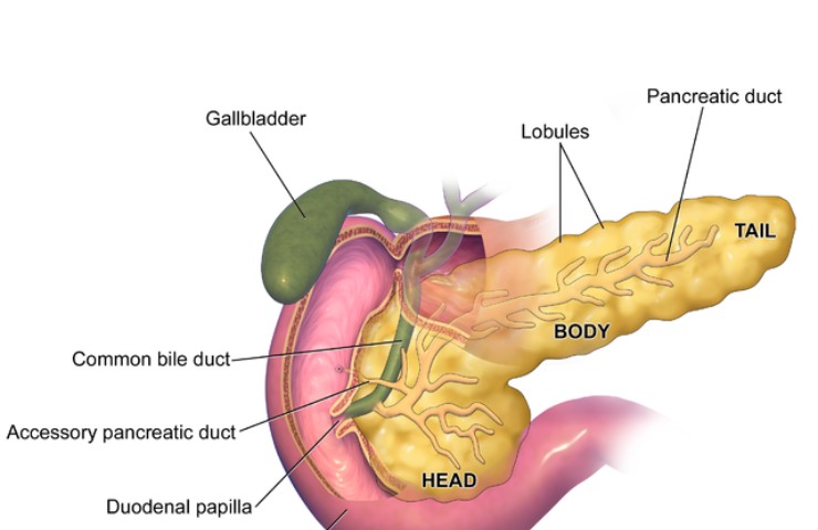 Pancreas