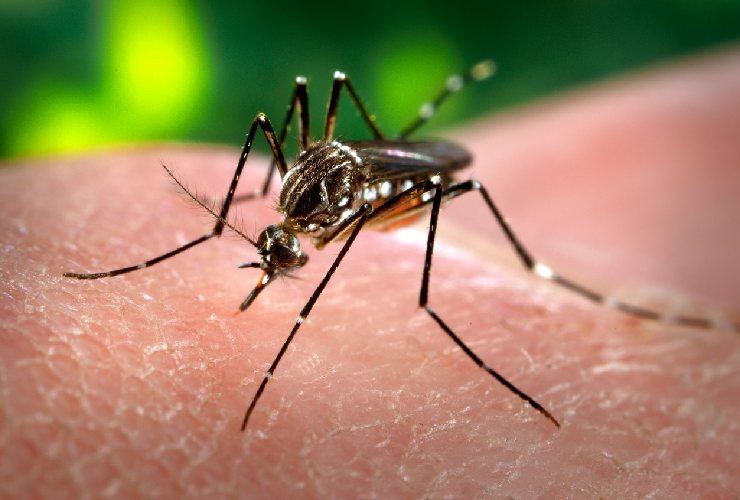 Zanzara Aedes aegypti vettore della dengue