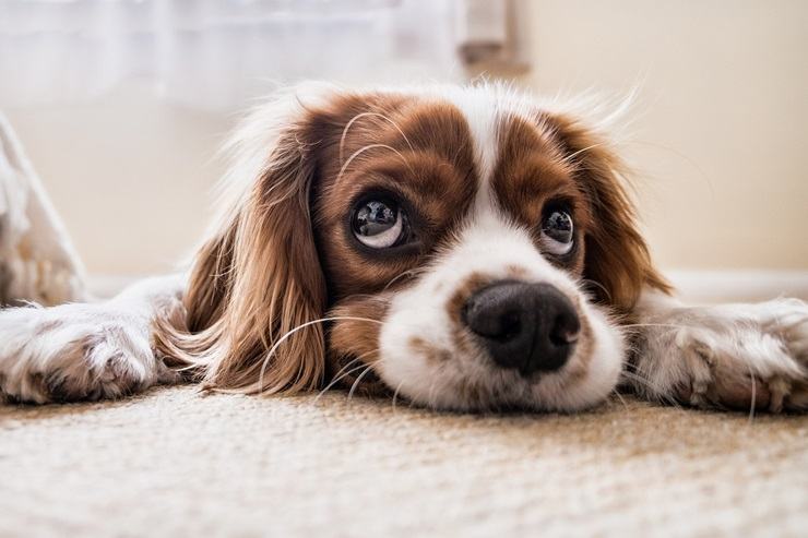 Cucciolo di cane