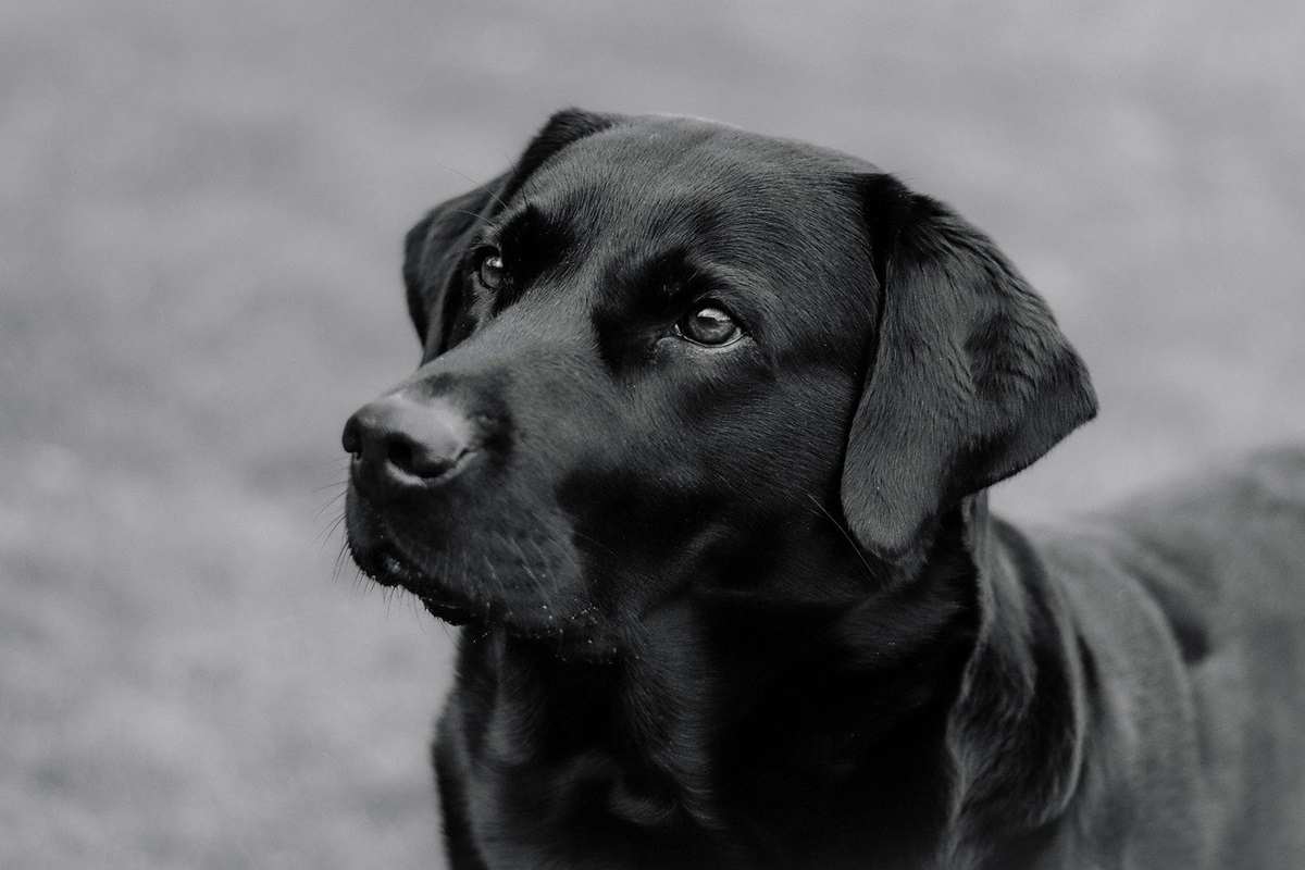 Labrador