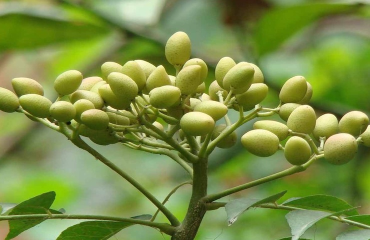 Olio di neem, i benefici