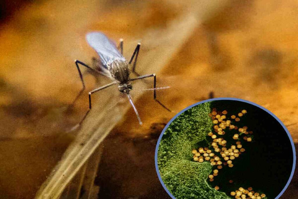 Una delle zanzare che trasmettono il virus del Nilo occidentale