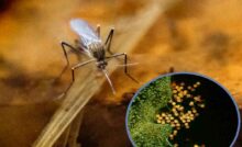 Una delle zanzare che trasmettono il virus del Nilo occidentale