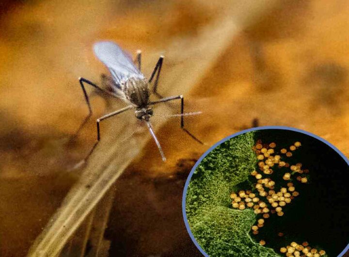 Una delle zanzare che trasmettono il virus del Nilo occidentale