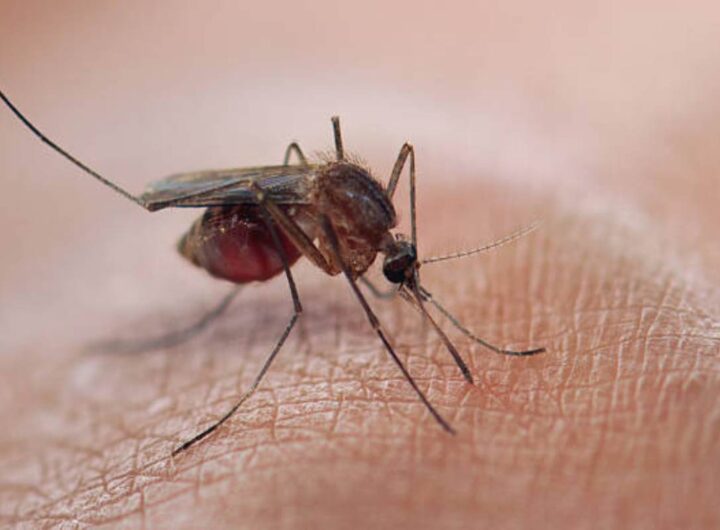 Allarme Dengue e West Nile in Italia