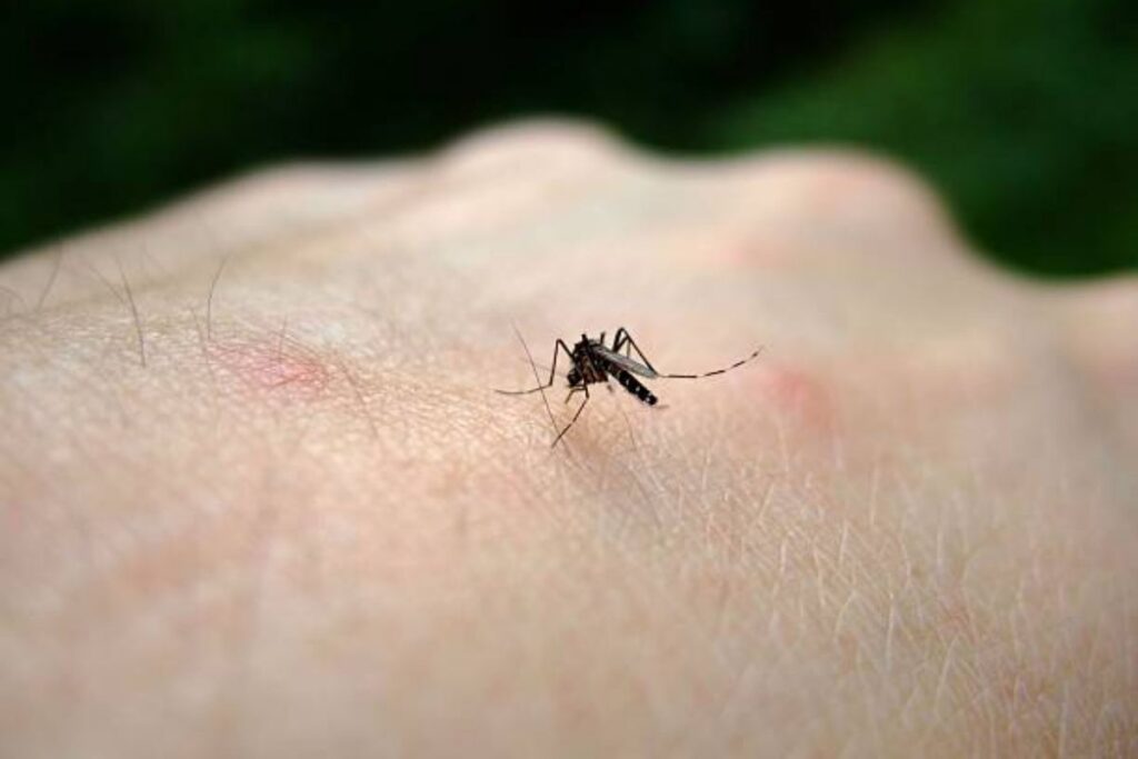 West Nile Virus in Italia