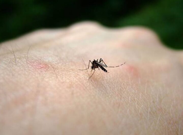 West Nile Virus in Italia