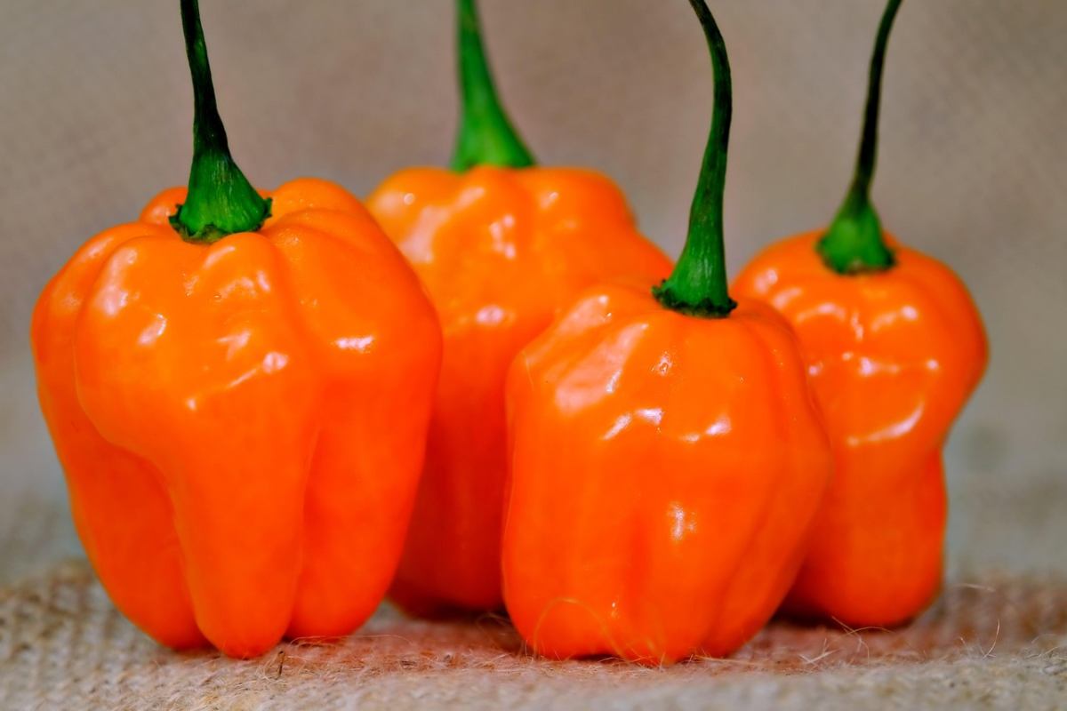 Peperoncino.