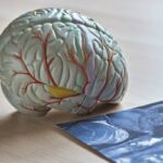 Le 5 età del cervello