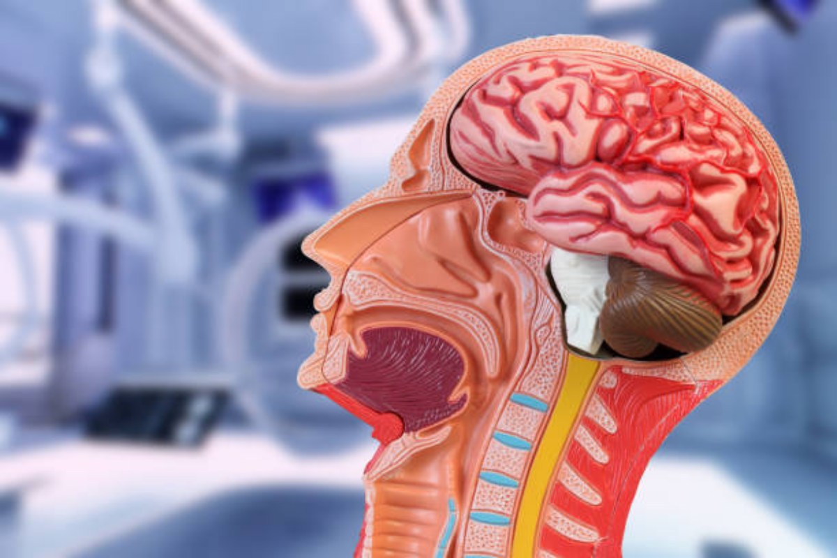 Le 5 età del cervello