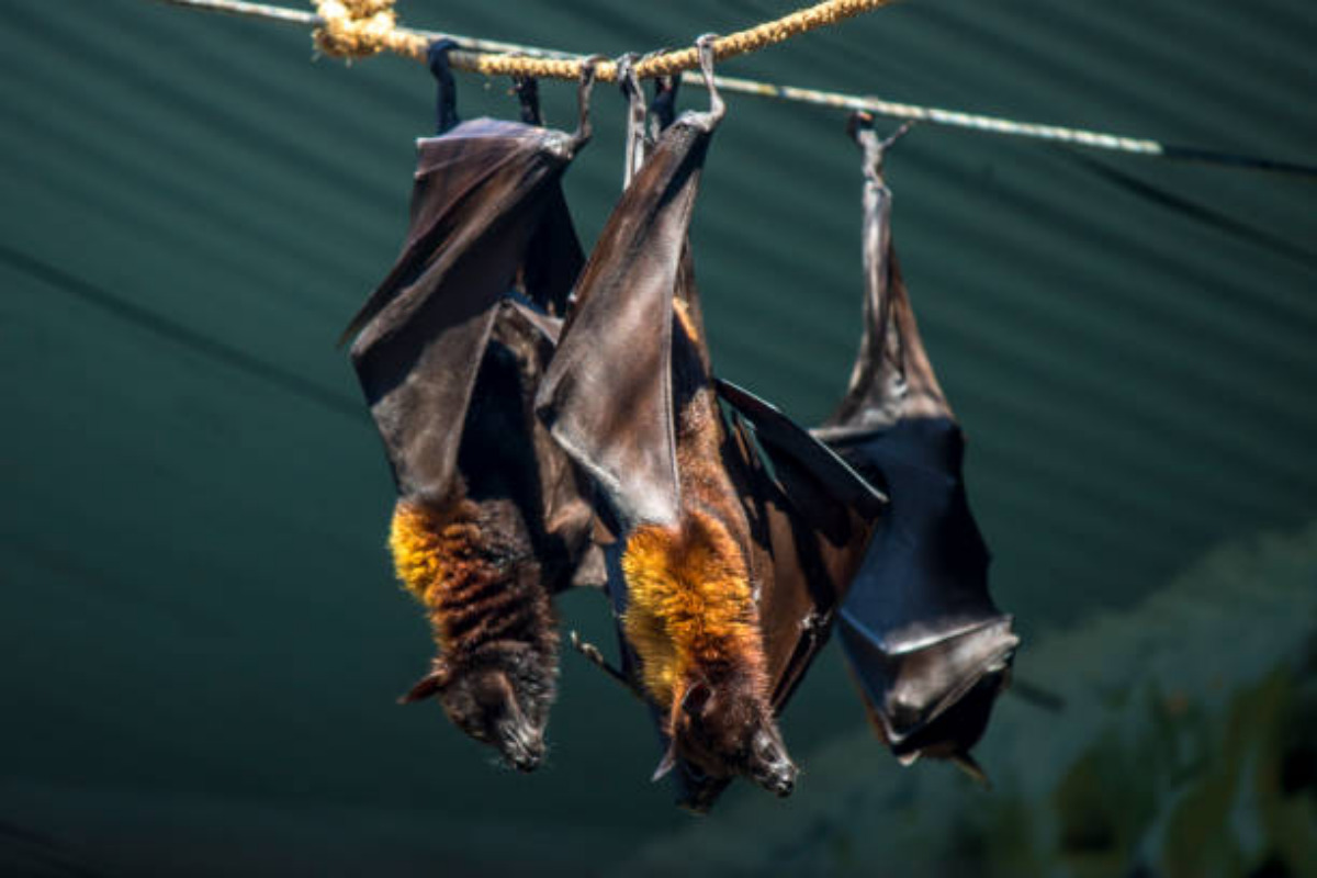 Le caratteristiche del virus Nipah