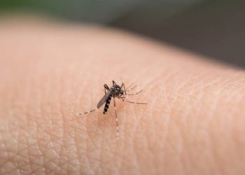 Malaria