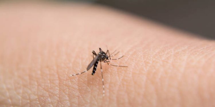 Malaria