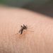 Malaria