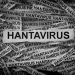 Hantavirus